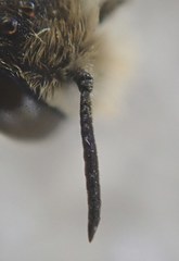 Osmia rufohirta