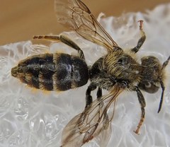 Osmia rufohirta