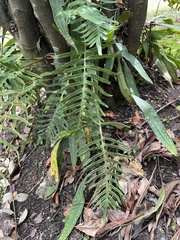 Pteris vittata