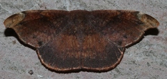 Oreta griseotincta