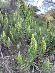 Lavandula viridis