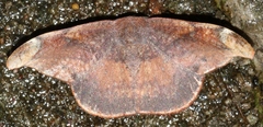 Oreta griseotincta