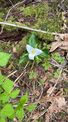 Trillium ovatum