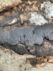 Biscogniauxia mediterranea