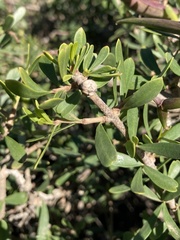 Periploca laevigata angustifolia