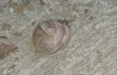 Helix lucorum