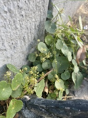 Hydrocotyle bonariensis