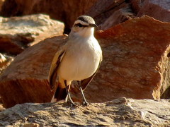 Cercotrichas paena benguellensis