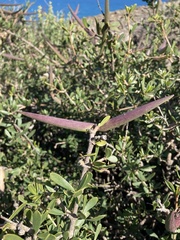 Periploca laevigata angustifolia