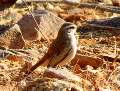 Cercotrichas paena benguellensis