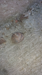 Helix lucorum