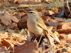 Cercotrichas paena benguellensis