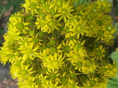 Aeonium canariense