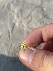 Hydrocotyle bonariensis