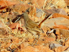 Cercotrichas paena benguellensis