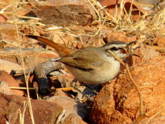 Cercotrichas paena benguellensis