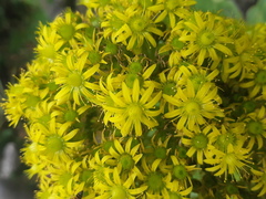 Aeonium canariense