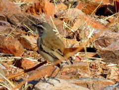 Cercotrichas paena benguellensis