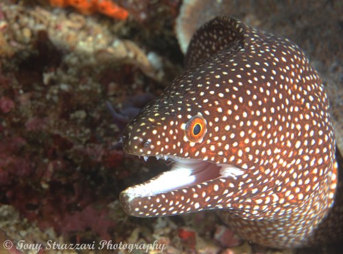 Whitemouth Moray