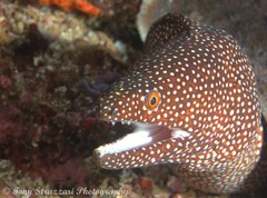 Turkey Moray photo 5