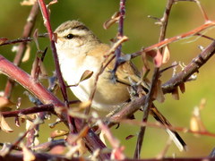 Cercotrichas paena benguellensis