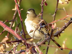Cercotrichas paena benguellensis