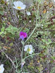 Lathyrus clymenum
