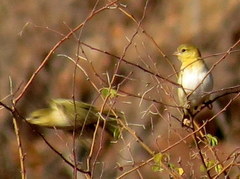 Ploceus velatus caurinus