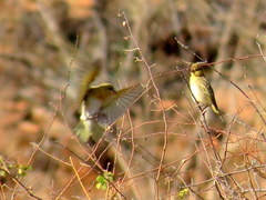 Ploceus velatus caurinus