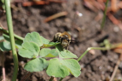 Colletes cunicularius