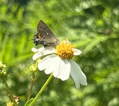 Electrostrymon angelia