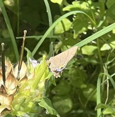 Electrostrymon angelia