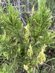 Lavandula viridis
