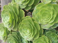 Aeonium canariense