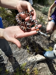 Lampropeltis multifasciata