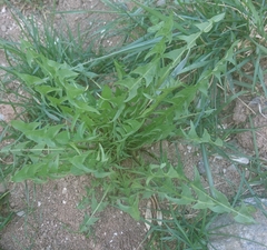 Tracheophyta