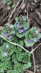 Glechoma hederacea