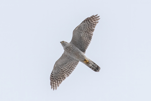 Eurasian Goshawk
