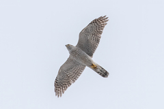 Northern Goshawk photo 3