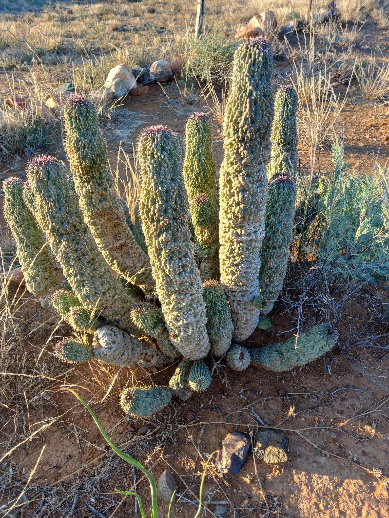 Trichocaulon annulatum N.E.Br.
