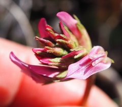 Astragalus monspessulanus monspessulanus