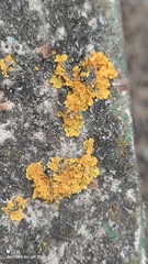 Xanthoria parietina