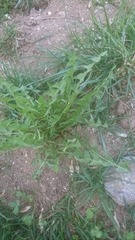 Tracheophyta