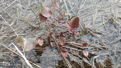 Rumex hydrolapathum