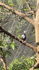 Patagioenas