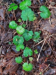 Magnoliopsida
