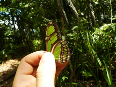 Philaethria diatonica