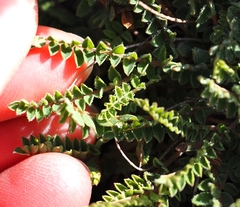 Astragalus monspessulanus monspessulanus
