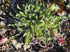 Astragalus monspessulanus monspessulanus