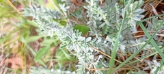 Teucrium polium